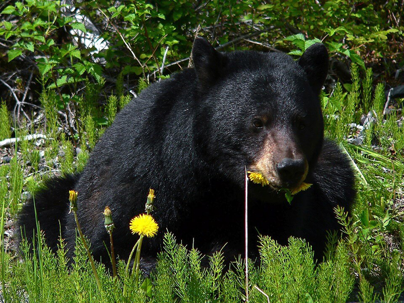 photo of black bear