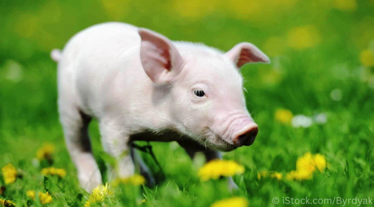 piglet in grass with yellow flowers