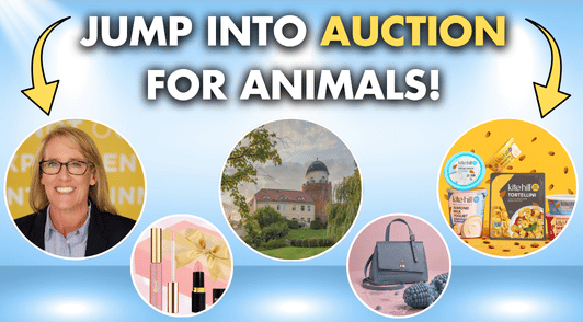 Jump into auction for animals with a collage of some of the vegan offerings