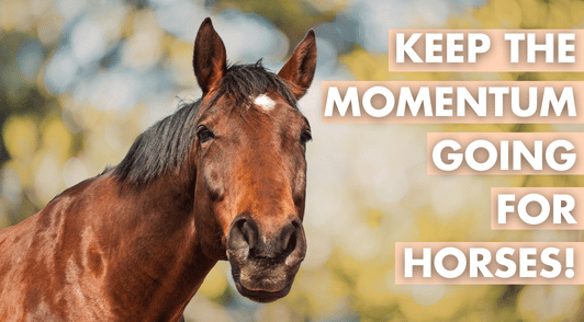 horse with the words keep the momentum going for horses