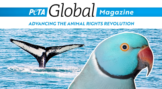 collage of a bird and a whale tail with the title peta global magazine advancing the animal rights revolution