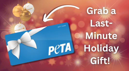 PETA gift card