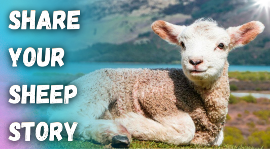 sheep laying outside on grass with the words share your sheep story