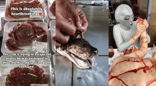 collage of crabs a snake and a person dressed as an alien