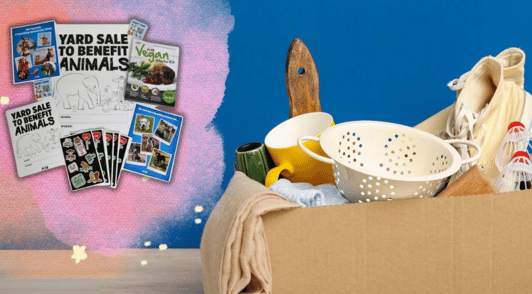 yard sale items in cardboard box next to animal rights leaflets