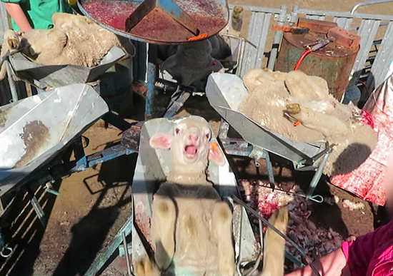 Photo of bloodied lamb