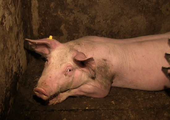Photo of pig
