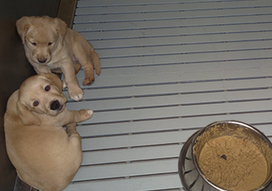 Photo of puppies used in experiments