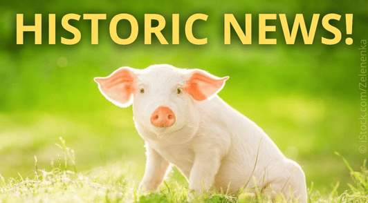 pig in grass with the words historic news