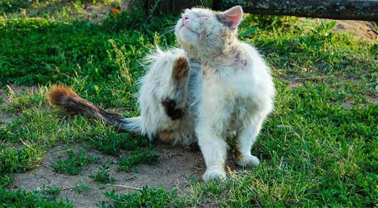 what TNR means for cats