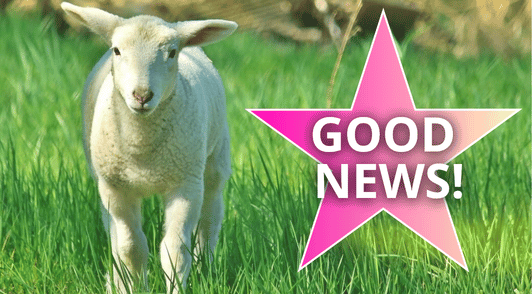 sheep with a pink star with the words good news
