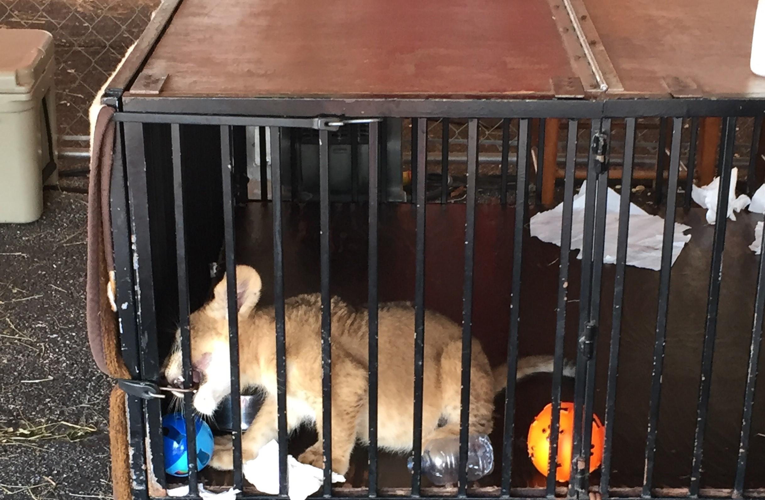 Tony the tiger in cage
