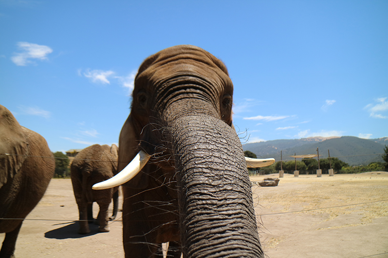 Three Elephants Have Died at Monterey Zoo—Take Action Now! | PETA