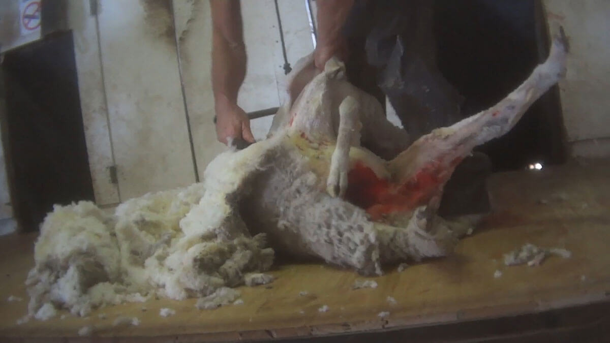 International Exposé: Sheep Killed, Punched, Stomped on, and Cut