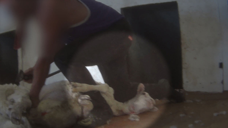 International Exposé: Sheep Killed, Punched, Stomped on, and Cut for Wool