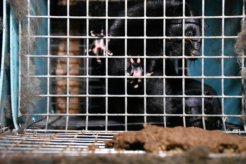 photo of mink in filthy cage