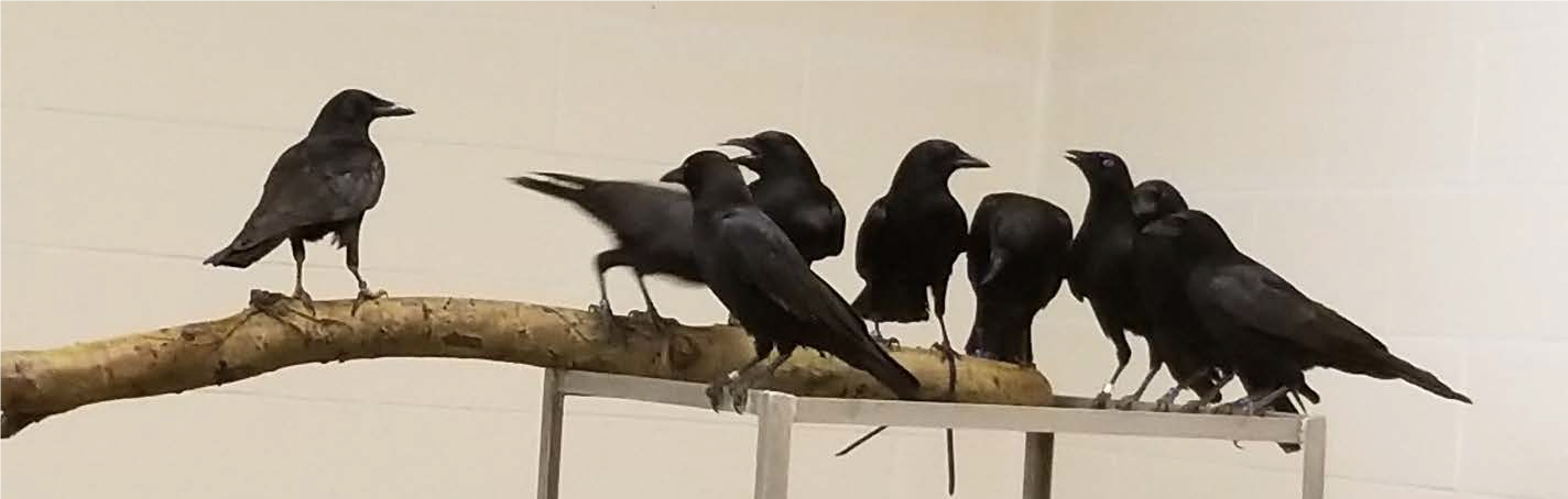 crows on branch