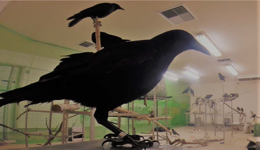 crows in lab