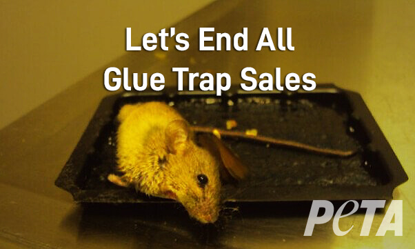 photo of mouse stuck on glue trap