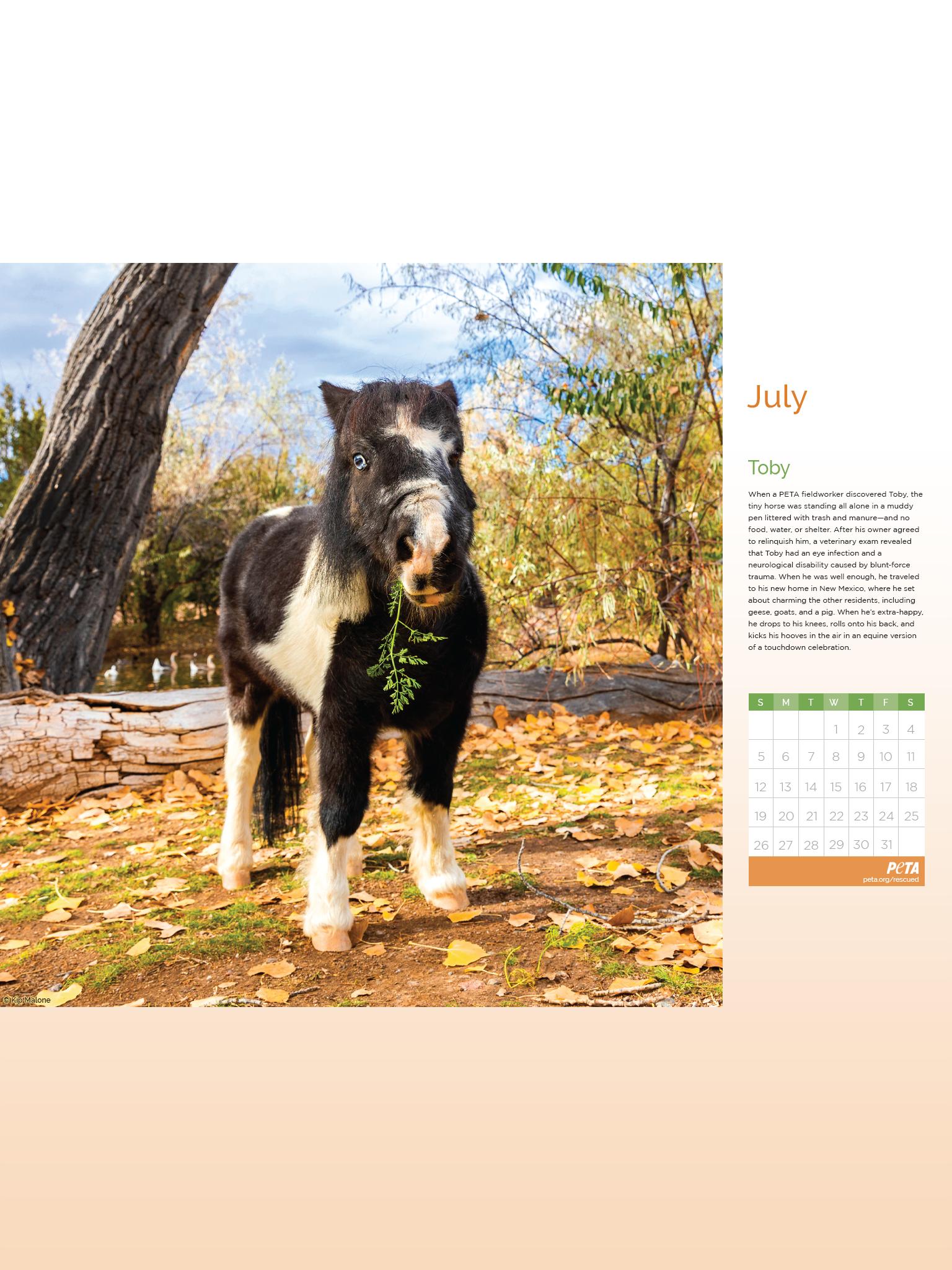 Join PETA's Investigations and Rescue Fund! | PETA.org/Rescued Join PETA's Investigations and Rescue Fund! | PETA.org/Rescued