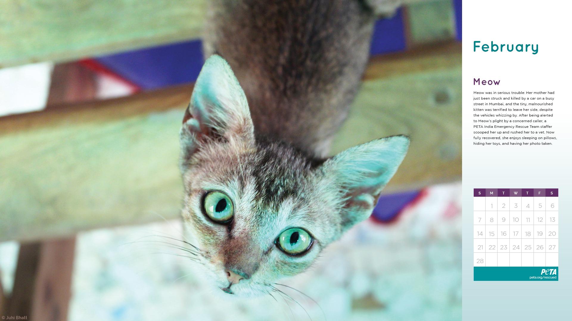 Join PETA's Investigations and Rescue Fund! | PETA.org/Rescued Join PETA's Investigations and Rescue Fund! | PETA.org/Rescued