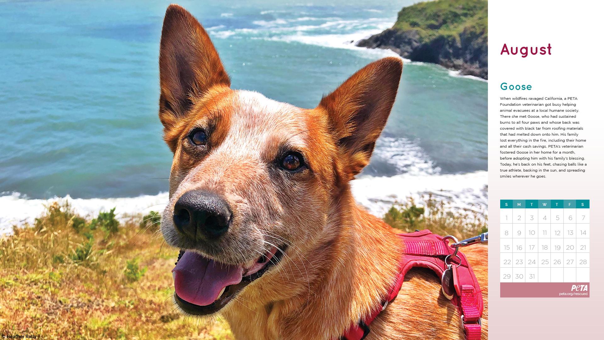 Join PETA's Investigations and Rescue Fund! | PETA.org/Rescued Join PETA's Investigations and Rescue Fund! | PETA.org/Rescued