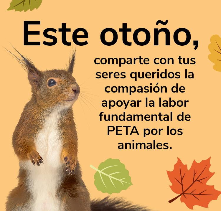 Este otoño,comparte con tus seres queridos la compasión de apoyar la labor fundamental de PETA
por los animales.