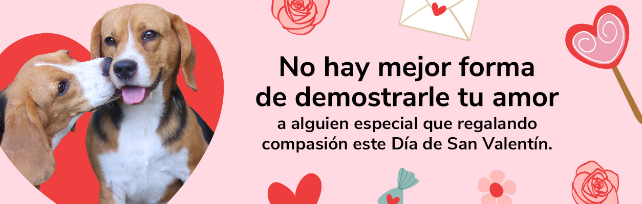 No hay major forma de demostrarle tu amor a alguien especial que regalando compassion este Día de San Valentín.