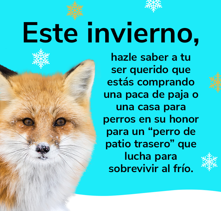 Este invierno, hazle saber a tu ser querido que estás comprando una paca de paja o una casa para perros en su honor para un “perro de patio trasero” que lucha para sobrevivir al frío.