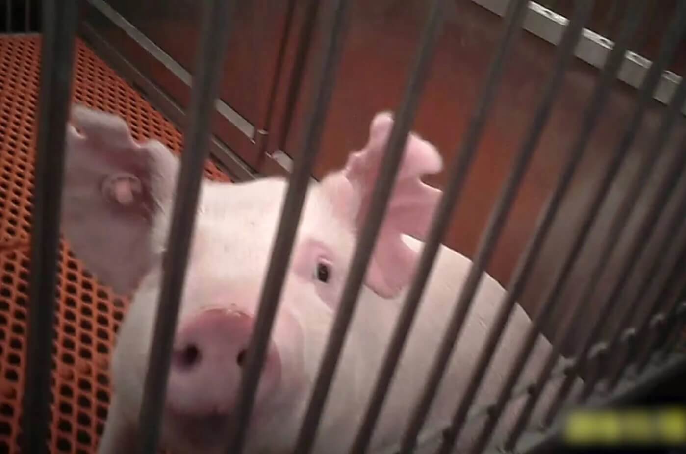 pigs another Cleveland Clinic animal laboratory victim Tell OHSU to Stop Using Live Pigs for OB/GYN Surgery Practice