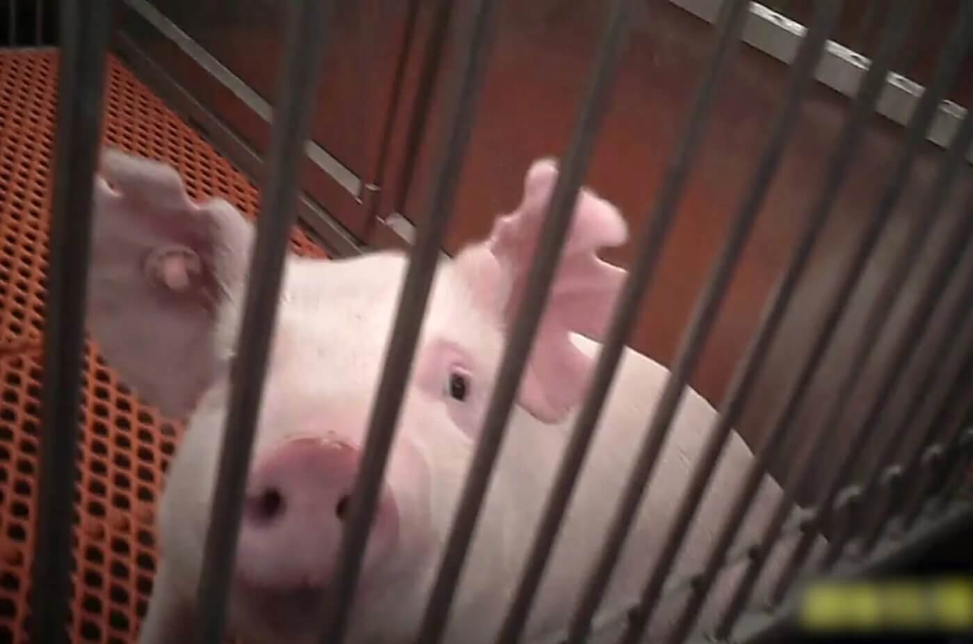 Tell OHSU to Stop Using Live Pigs for OB/GYN Surgery Practice