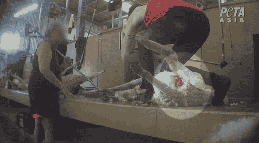 sheep with wound being sheared