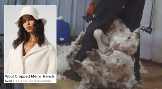 woman wearing wool clothing next to sheep being violently sheared for wool