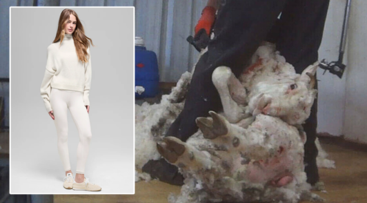 woman dressed up in wool sweater and yoga pants next to image of a sheep being sheared