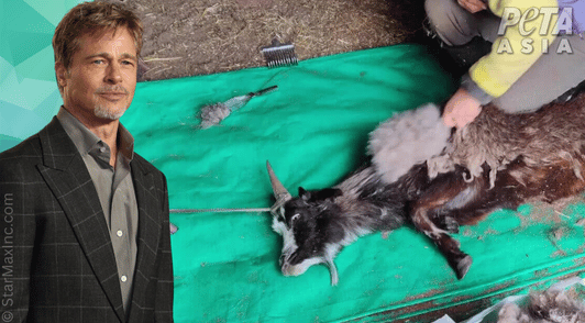 Brad Pitt next to a goat exploited in the cashmere trade