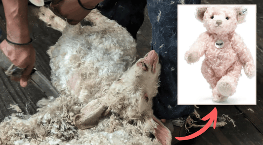 goat with mouth open next to image of a mohair teddy bear