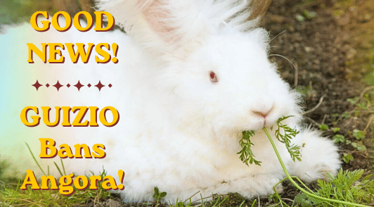 angora rabbit eating with the words good news guizio bans angora