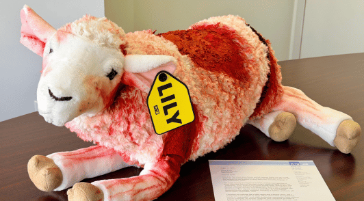 bloody stuffed sheep on table