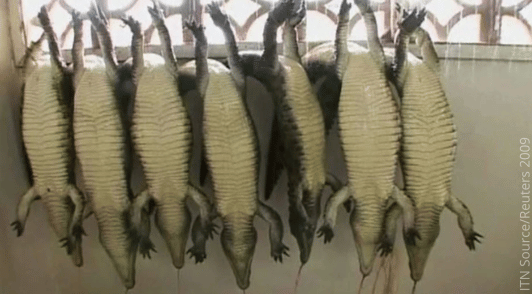 bleeding alligators hanging by their feet