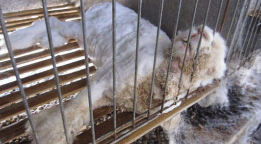 angora rabbit lying in cage