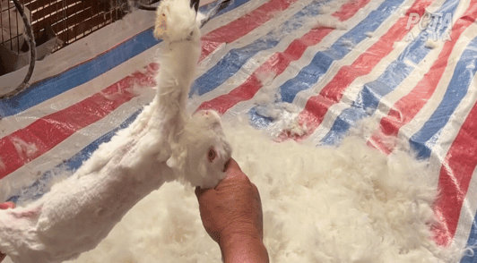 rabbit being grabbed by the ears in the angora industry
