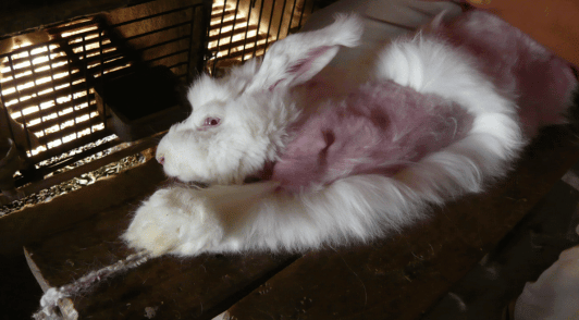 rabbit tied up with hair ripped out