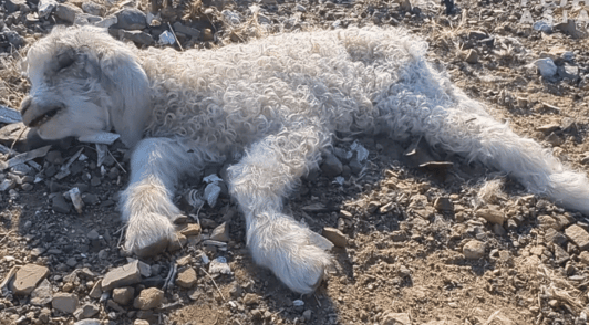 baby goat on ground