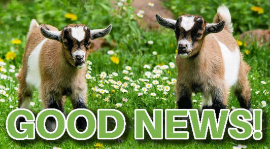 baby goats in grass with the words good news