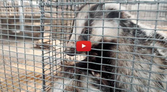 badger in cage on fur farm
