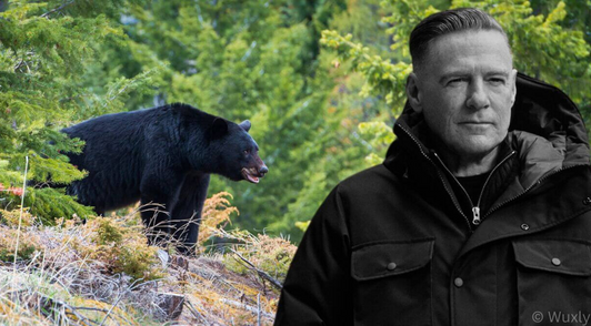 Bryan Adams in a collage with an image of a bear in nature