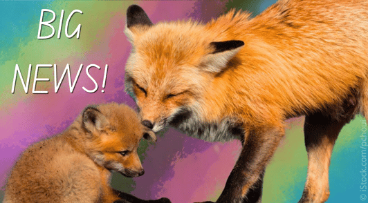 fox parent kissing young fox with the words big news and a colorful background