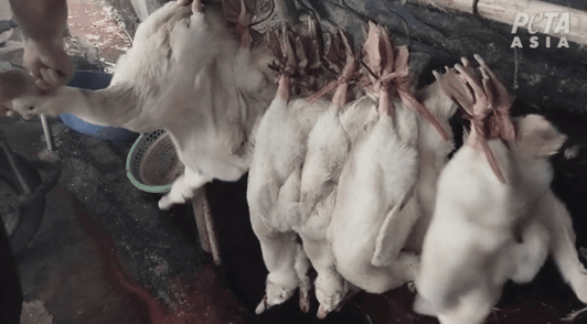 birds hung upside down before they are killed