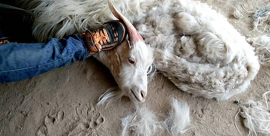 goat exploited for cashmere