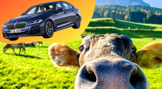 cow in grass next to camera under image of a car